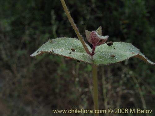 Imágen de Mimulus naiandinus (Berro rosado). Haga un clic para aumentar parte de imágen.