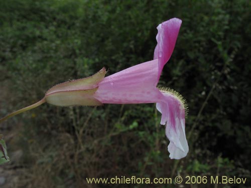 Bild von Mimulus naiandinus (Berro rosado). Klicken Sie, um den Ausschnitt zu vergrössern.