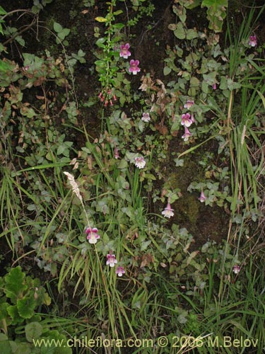 Bild von Mimulus naiandinus (Berro rosado). Klicken Sie, um den Ausschnitt zu vergrössern.