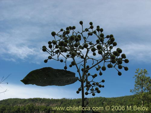 Solanum gayanumの写真
