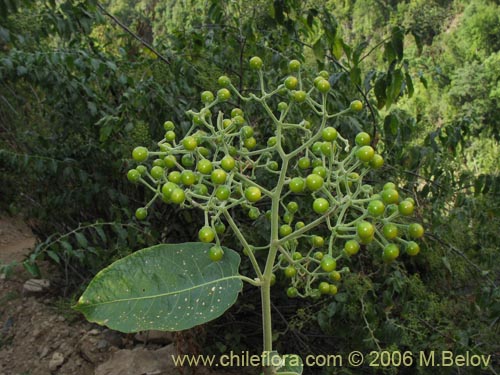 Imágen de Solanum gayanum (). Haga un clic para aumentar parte de imágen.