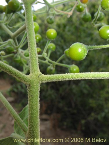 Bild von Solanum gayanum (). Klicken Sie, um den Ausschnitt zu vergrössern.