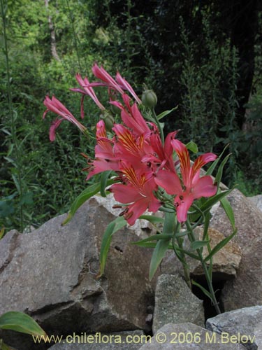 Image of Alstroemeria ligtu ssp. ligtu (Liuto). Click to enlarge parts of image.