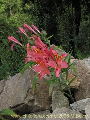 Bild von Alstroemeria ligtu ssp. ligtu (Liuto). Klicken Sie, um den Ausschnitt zu vergrössern.