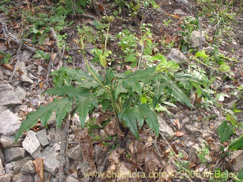 Image of Anemone moorei (). Click to enlarge parts of image.