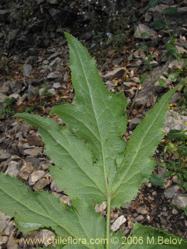 Image of Anemone moorei (). Click to enlarge parts of image.