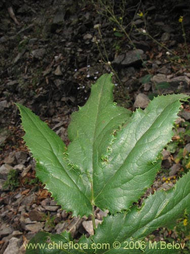 Image of Anemone moorei (). Click to enlarge parts of image.