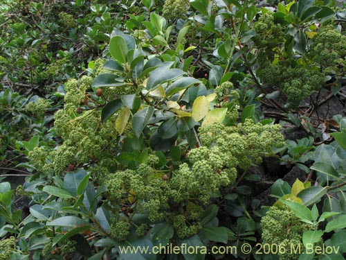 Image of Hydrangea serratifolia (Canelilla / Voqui naranjo / Voqui paulun). Click to enlarge parts of image.