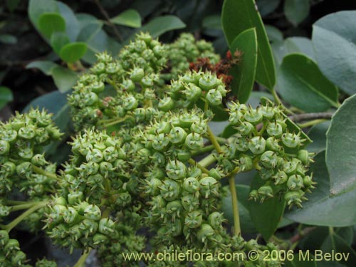 Bild von Hydrangea serratifolia (Canelilla / Voqui naranjo / Voqui paulun). Klicken Sie, um den Ausschnitt zu vergrössern.