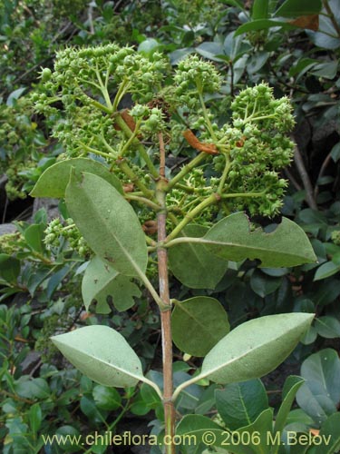 Bild von Hydrangea serratifolia (Canelilla / Voqui naranjo / Voqui paulun). Klicken Sie, um den Ausschnitt zu vergrössern.