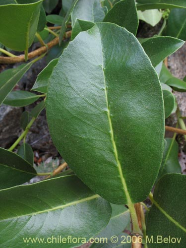 Фотография Hydrangea serratifolia (Canelilla / Voqui naranjo / Voqui paulun). Щелкните, чтобы увеличить вырез.