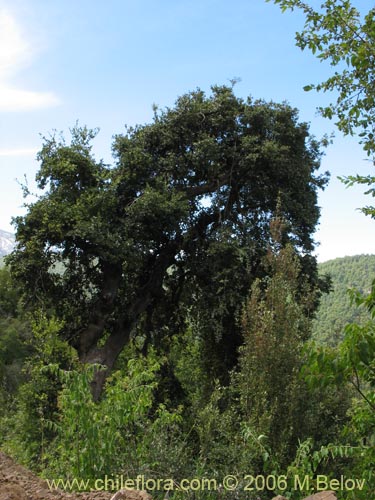 Фотография Citronella mucronata (Naranjillo / Patagua / Huillipatagua). Щелкните, чтобы увеличить вырез.