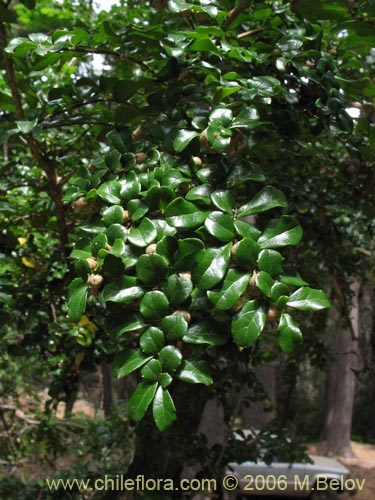 Image of Azara microphylla (Chin-chin / Roblecillo). Click to enlarge parts of image.