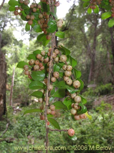 Image of Azara microphylla (Chin-chin / Roblecillo). Click to enlarge parts of image.