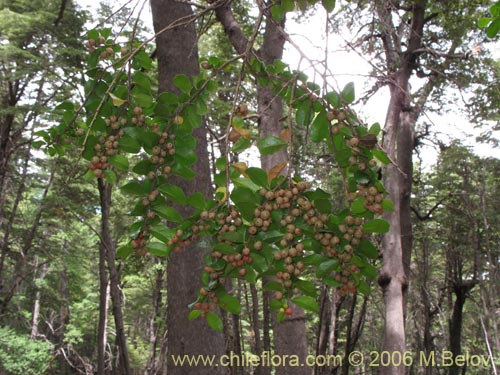 Image of Azara microphylla (Chin-chin / Roblecillo). Click to enlarge parts of image.