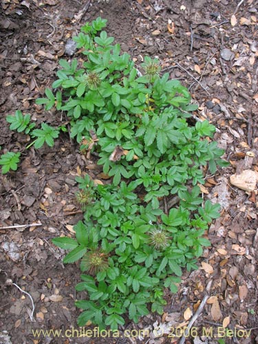 Bild von Acaena ovalifolia (). Klicken Sie, um den Ausschnitt zu vergrössern.