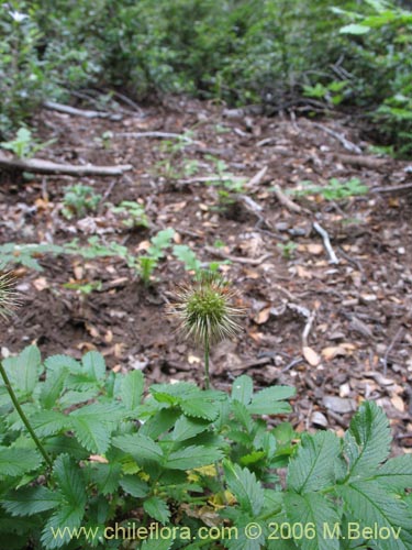 Acaena ovalifolia的照片