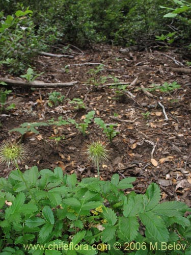 Bild von Acaena ovalifolia (). Klicken Sie, um den Ausschnitt zu vergrössern.