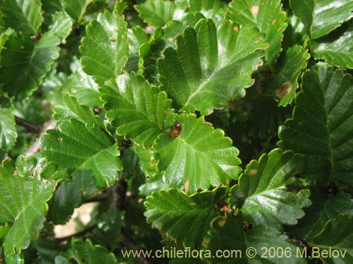 Image of Nothofagus pumilio (Lenga / Roble de Magallanes). Click to enlarge parts of image.