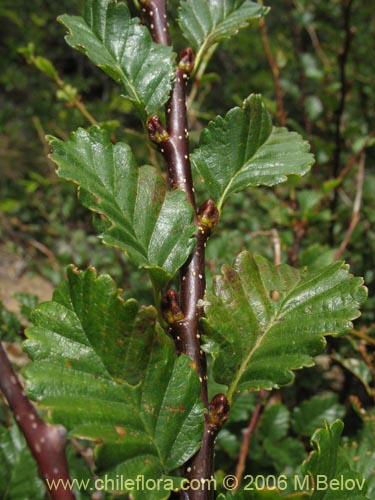 Image of Nothofagus pumilio (Lenga / Roble de Magallanes). Click to enlarge parts of image.