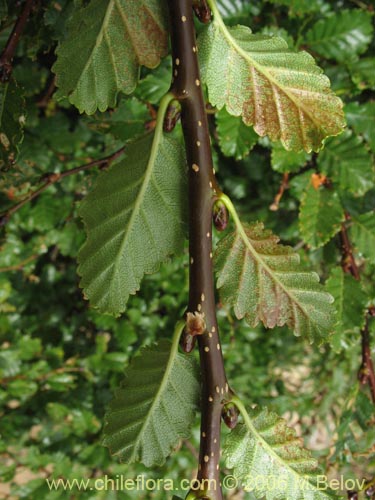 Bild von Nothofagus pumilio (Lenga / Roble de Magallanes). Klicken Sie, um den Ausschnitt zu vergrössern.