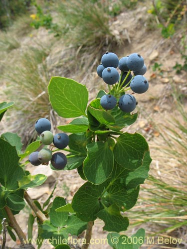 Image of Berberis rotundifolia (Michay / Calafate). Click to enlarge parts of image.