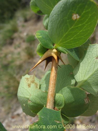 Imágen de Berberis rotundifolia (Michay / Calafate). Haga un clic para aumentar parte de imágen.