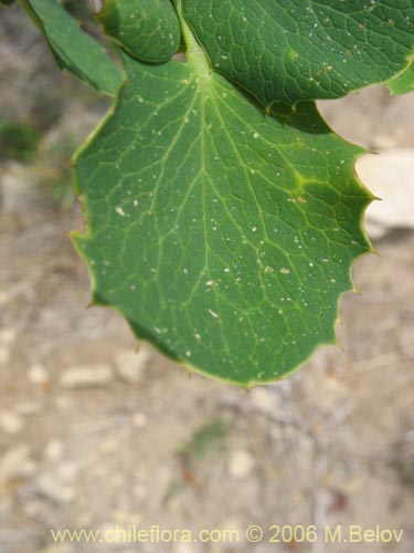 Berberis rotundifolia的照片