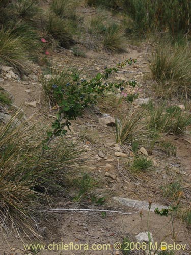 Image of Berberis rotundifolia (Michay / Calafate). Click to enlarge parts of image.