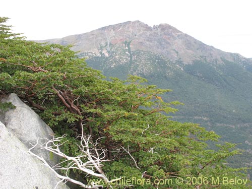 Image of Nothofagus pumilio (Lenga / Roble de Magallanes). Click to enlarge parts of image.