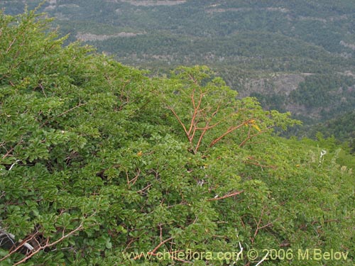 Bild von Nothofagus pumilio (Lenga / Roble de Magallanes). Klicken Sie, um den Ausschnitt zu vergrössern.