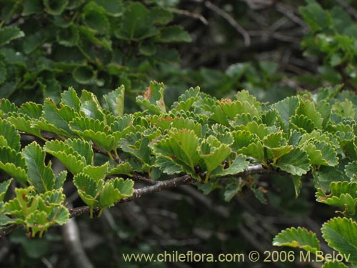 Bild von Nothofagus pumilio (Lenga / Roble de Magallanes). Klicken Sie, um den Ausschnitt zu vergrössern.