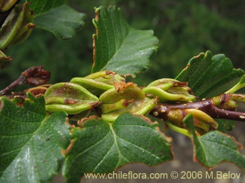 Фотография Nothofagus pumilio (Lenga / Roble de Magallanes). Щелкните, чтобы увеличить вырез.