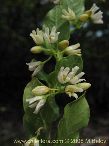 Cynanchum nummulariifoliumの写真