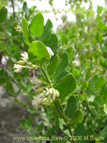 Image of Cynanchum nummulariifolium (). Click to enlarge parts of image.