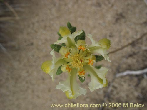 Фотография Loasa filicifolia (Ortiga macho). Щелкните, чтобы увеличить вырез.