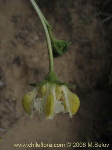 Imágen de Loasa filicifolia (Ortiga macho). Haga un clic para aumentar parte de imágen.