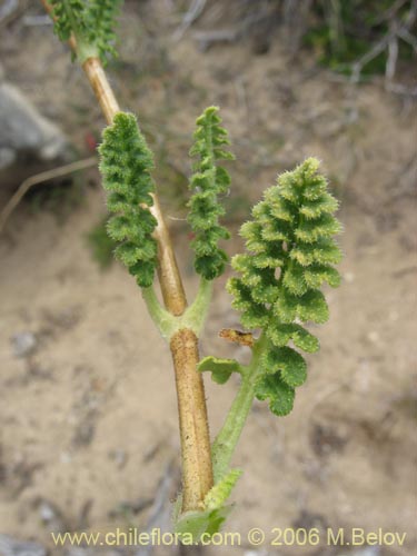 Imágen de Loasa filicifolia (Ortiga macho). Haga un clic para aumentar parte de imágen.