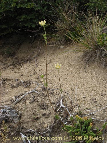 Imágen de Loasa filicifolia (Ortiga macho). Haga un clic para aumentar parte de imágen.