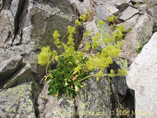 Imágen de Valeriana sp. #3029 (). Haga un clic para aumentar parte de imágen.