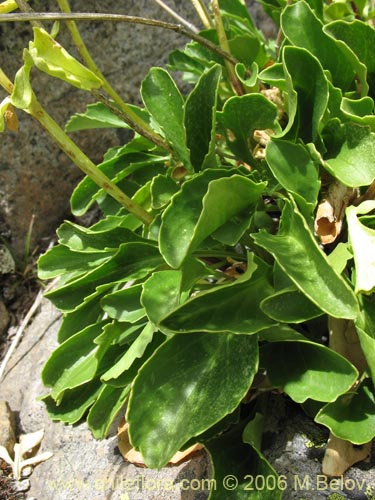 Bild von Valeriana sp. #3029 (). Klicken Sie, um den Ausschnitt zu vergrössern.