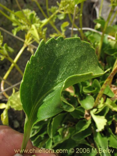 Bild von Valeriana sp. #3029 (). Klicken Sie, um den Ausschnitt zu vergrössern.