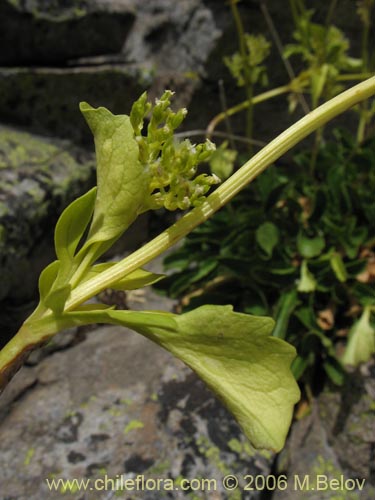 Bild von Valeriana sp. #3029 (). Klicken Sie, um den Ausschnitt zu vergrössern.