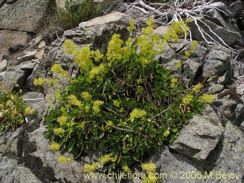 Bild von Valeriana sp. #3029 (). Klicken Sie, um den Ausschnitt zu vergrössern.