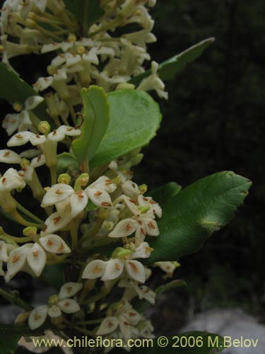 Фотография Lomatia dentada (Avellanillo / Avellanito / Palo negro / Piñol). Щелкните, чтобы увеличить вырез.