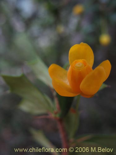 Image of Berberis bidentada (Michay / Calafate). Click to enlarge parts of image.