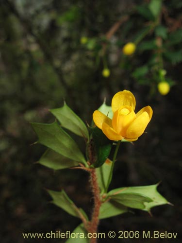 Imágen de Berberis bidentada (Michay / Calafate). Haga un clic para aumentar parte de imágen.