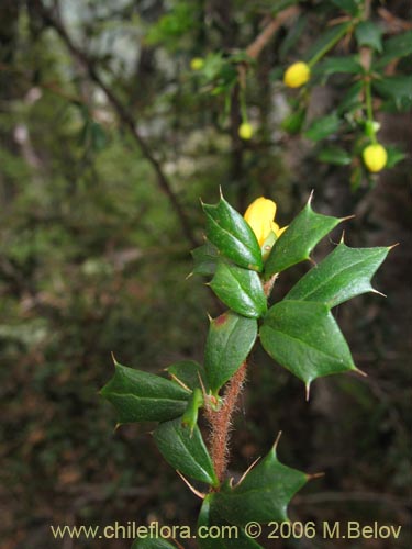 Bild von Berberis bidentada (Michay / Calafate). Klicken Sie, um den Ausschnitt zu vergrössern.