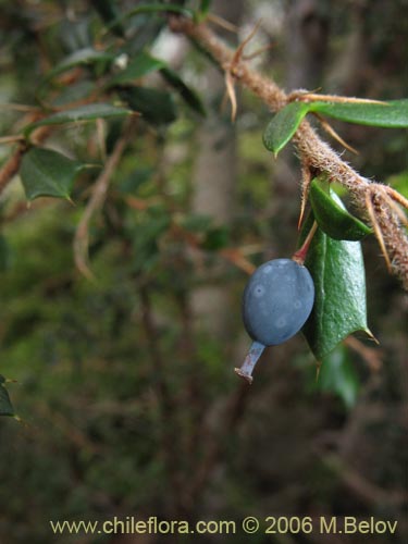 Image of Berberis bidentada (Michay / Calafate). Click to enlarge parts of image.