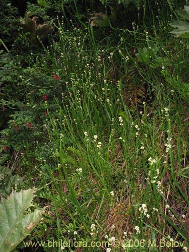 Фотография Baccharis sagittalis (Verbena de tres esquinas). Щелкните, чтобы увеличить вырез.